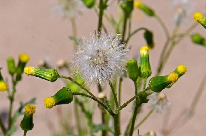Common Groundsel has 8 to 20 loose flat-topped flower heads, all discoid florets. Plants grow as weeds under general landscape watering needs but particularly in irrigated areas. Senecio vulgaris 